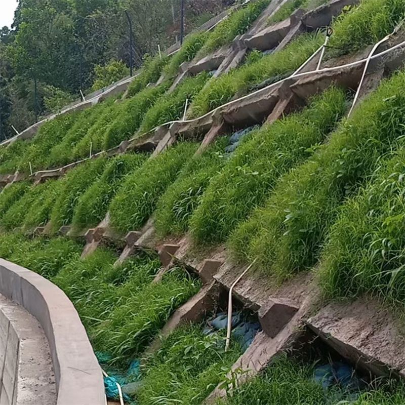 宽叶雀稗百喜草种子耐盐碱护坡固土边坡绿化耐热耐旱夏季草种