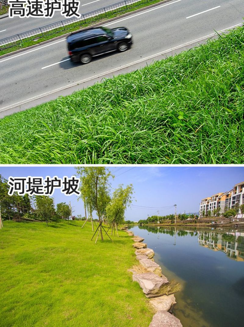 宽叶雀稗百喜草种子耐盐碱护坡固土边坡绿化耐热耐旱夏季草种