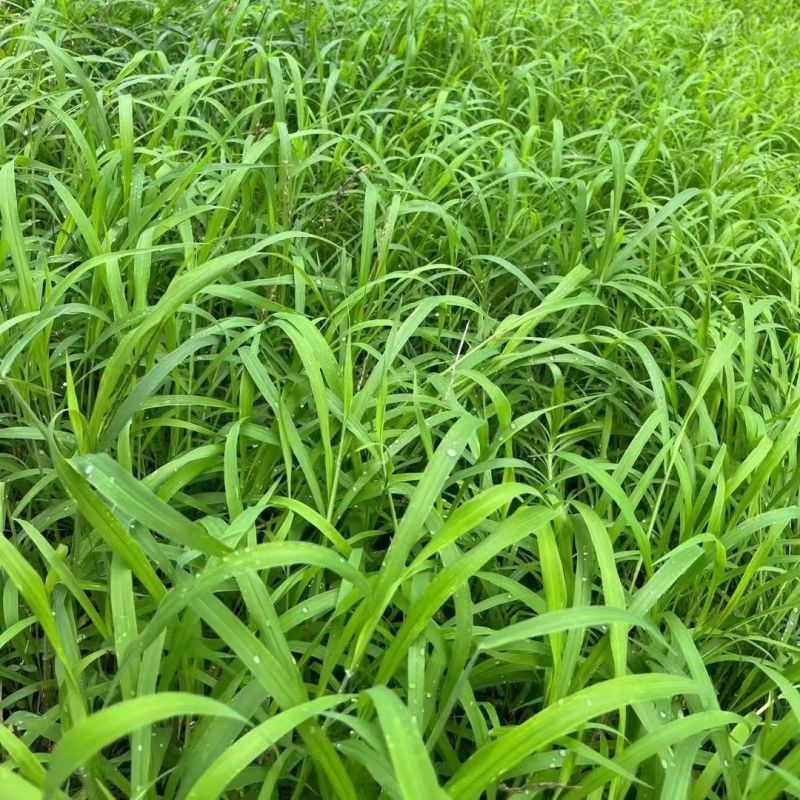 宽叶雀稗百喜草种子耐盐碱护坡固土边坡绿化耐热耐旱夏季草种
