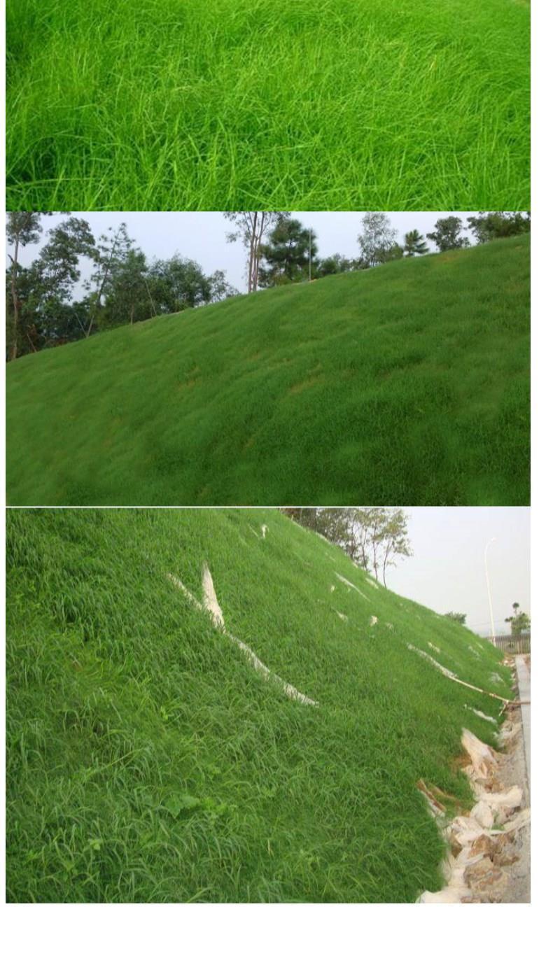 宽叶雀稗百喜草种子耐盐碱护坡固土边坡绿化耐热耐旱夏季草种