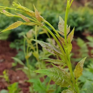 恩施高山藤茶