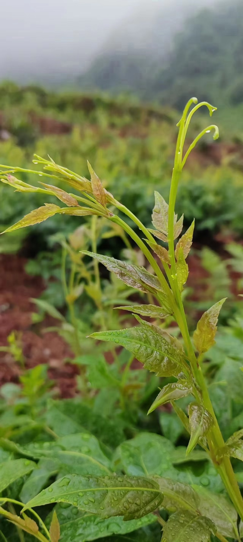 恩施高山藤茶