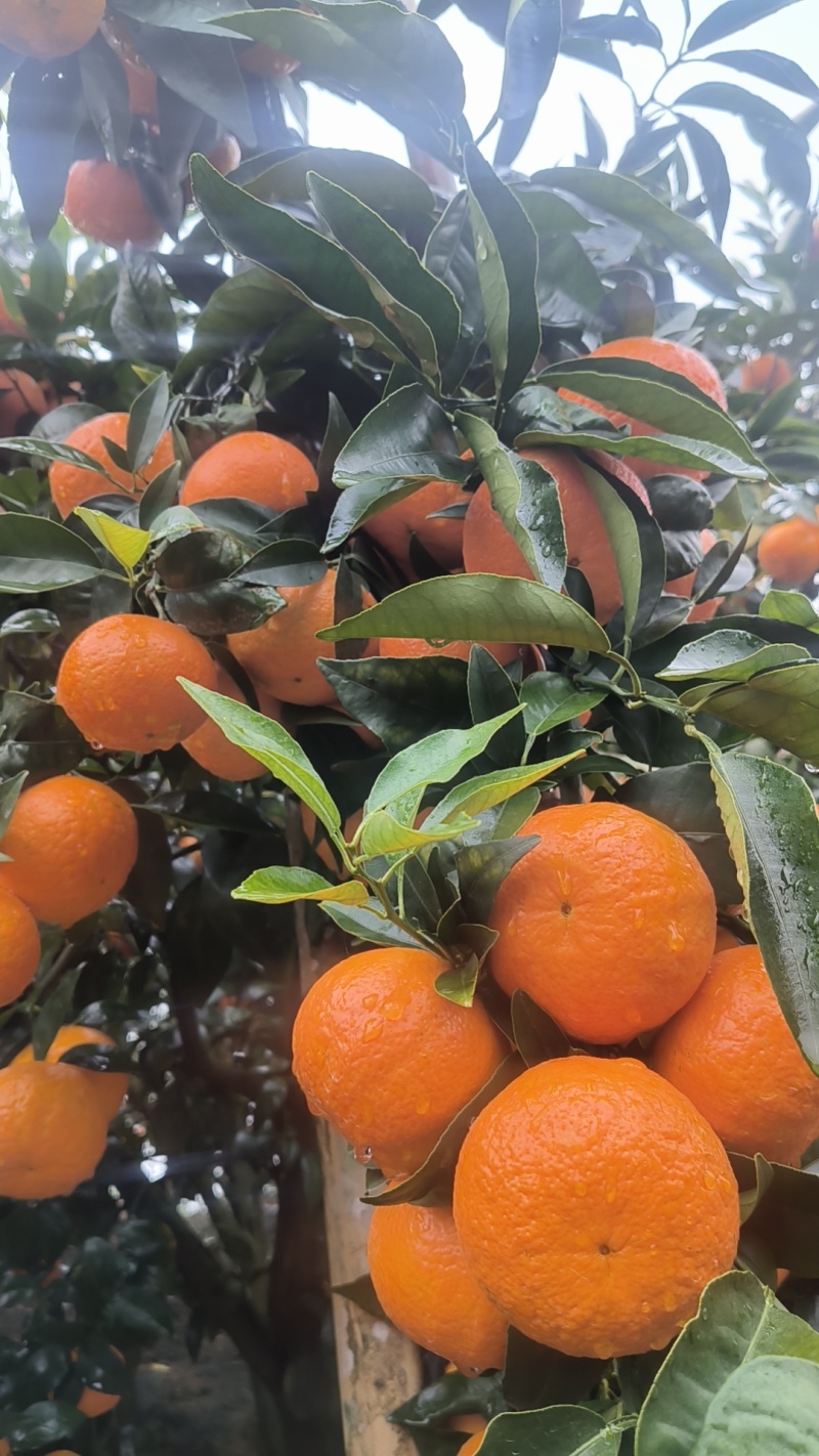 云南高原沃柑