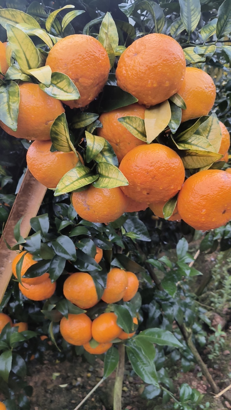 云南高原沃柑