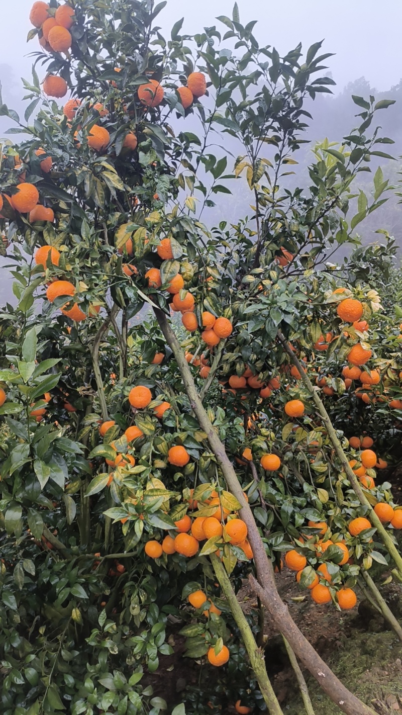 云南高原沃柑