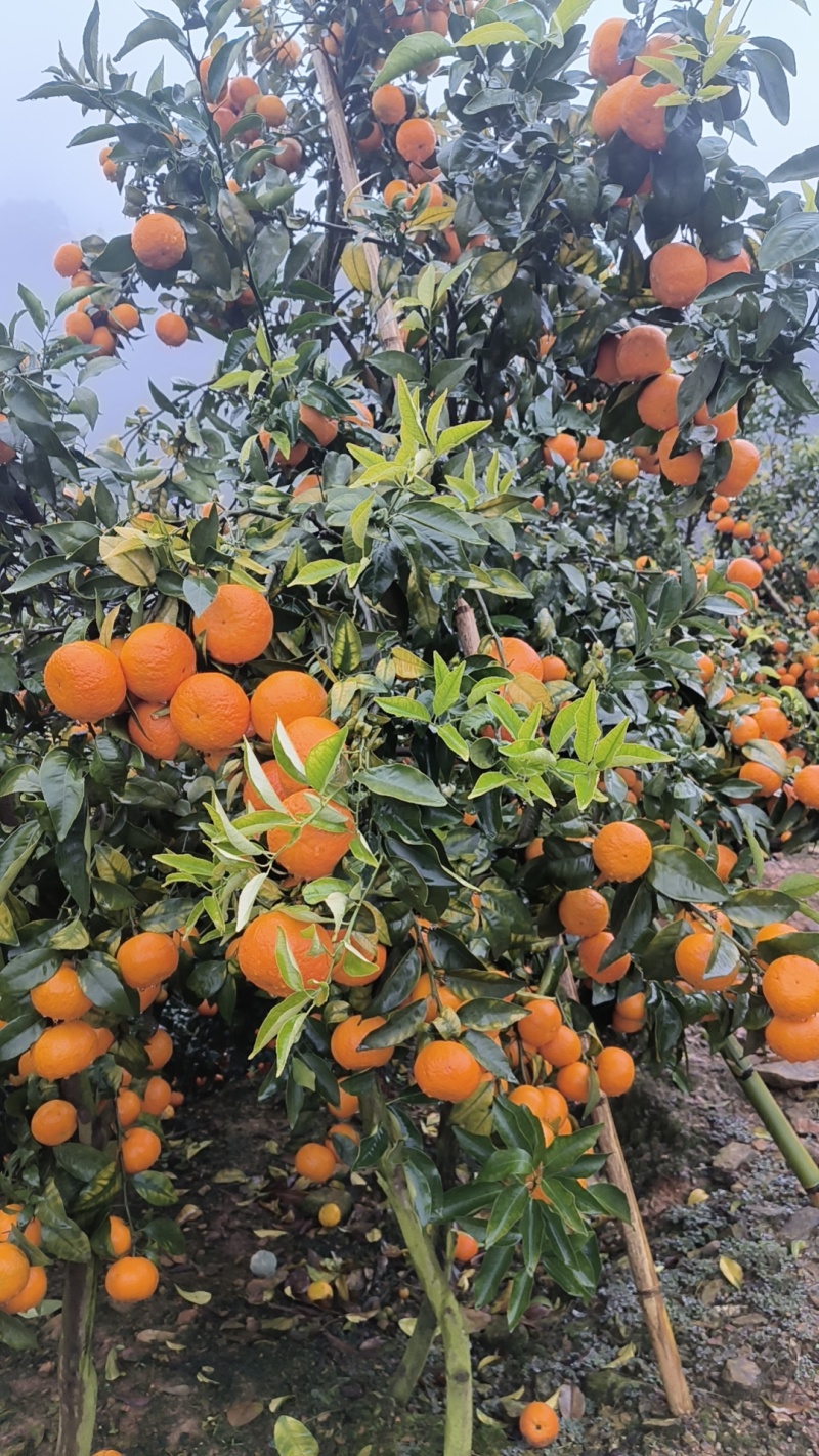 云南高原沃柑