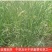 冰草种子羽牧草护坡牧草种籽工程绿化防风沙固土耐寒耐旱草籽