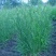 冰草种子羽牧草护坡牧草种籽工程绿化防风沙固土耐寒耐旱草籽