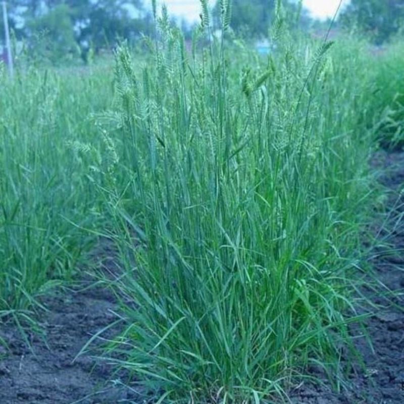 冰草种子羽牧草护坡牧草种籽工程绿化防风沙固土耐寒耐旱草籽
