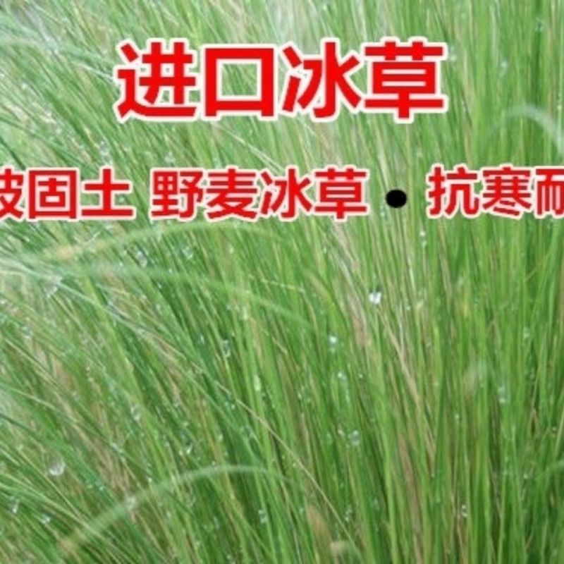 冰草种子羽牧草护坡牧草种籽工程绿化防风沙固土耐寒耐旱草籽