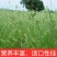 冰草种子羽牧草护坡牧草种籽工程绿化防风沙固土耐寒耐旱草籽