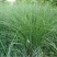 弯叶画眉草种子耐高温草坪种子河岸护堤草籽暖季型草籽