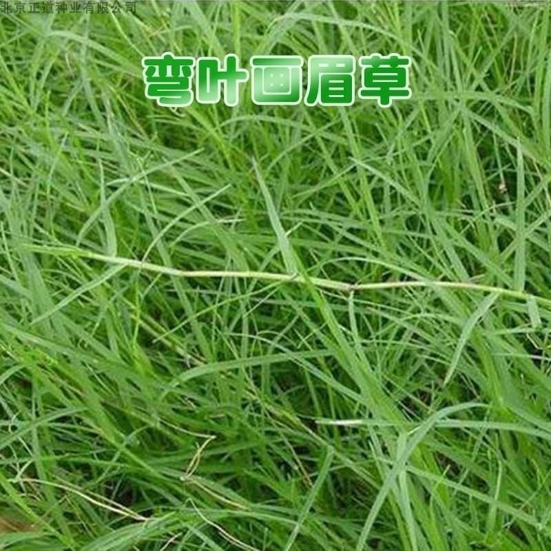 弯叶画眉草种子耐高温草坪种子河岸护堤草籽暖季型草籽