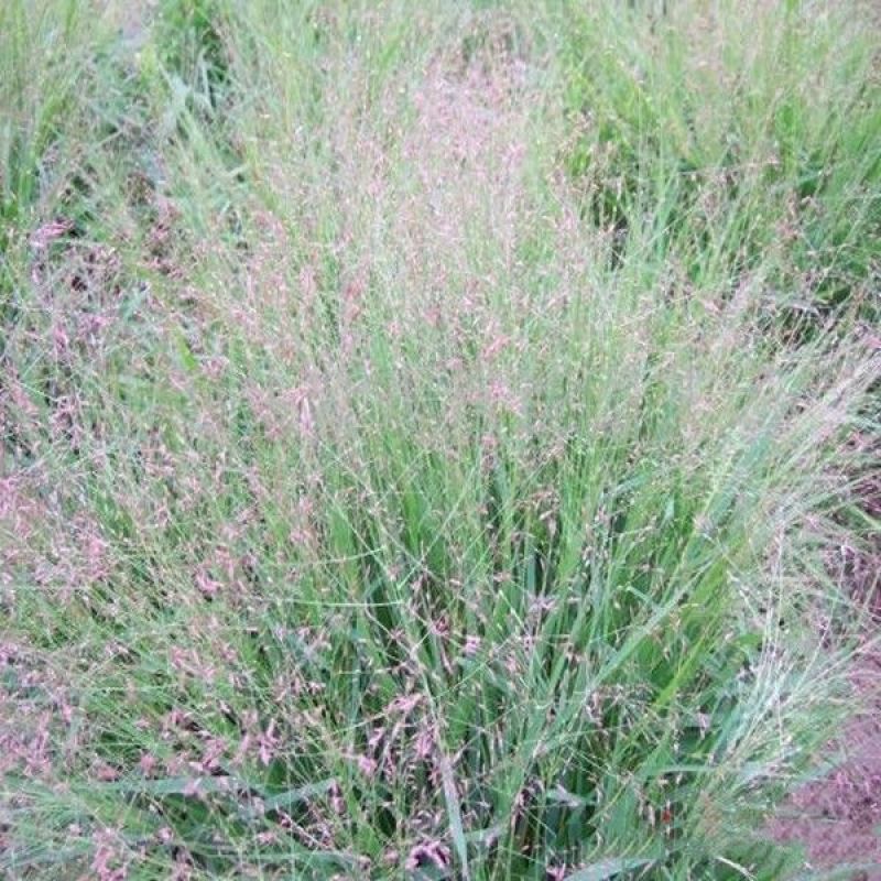 弯叶画眉草种子耐高温草坪种子河岸护堤草籽暖季型草籽