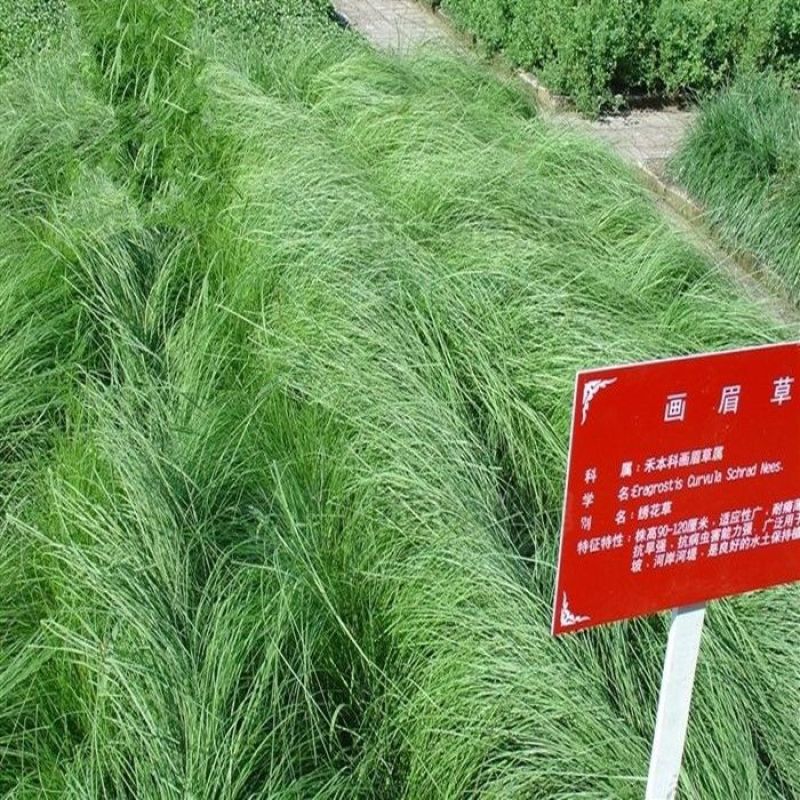 弯叶画眉草种子耐高温草坪种子河岸护堤草籽暖季型草籽