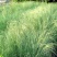 弯叶画眉草种子耐高温草坪种子河岸护堤草籽暖季型草籽