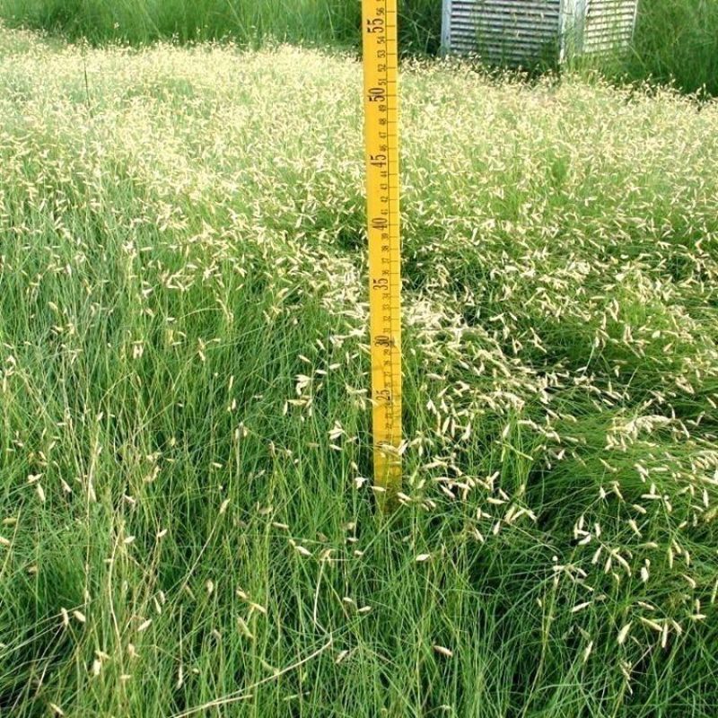 弯叶画眉草种子耐高温草坪种子河岸护堤草籽暖季型草籽