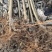 107杨树苗无絮杨基地直发大量批发零售量大