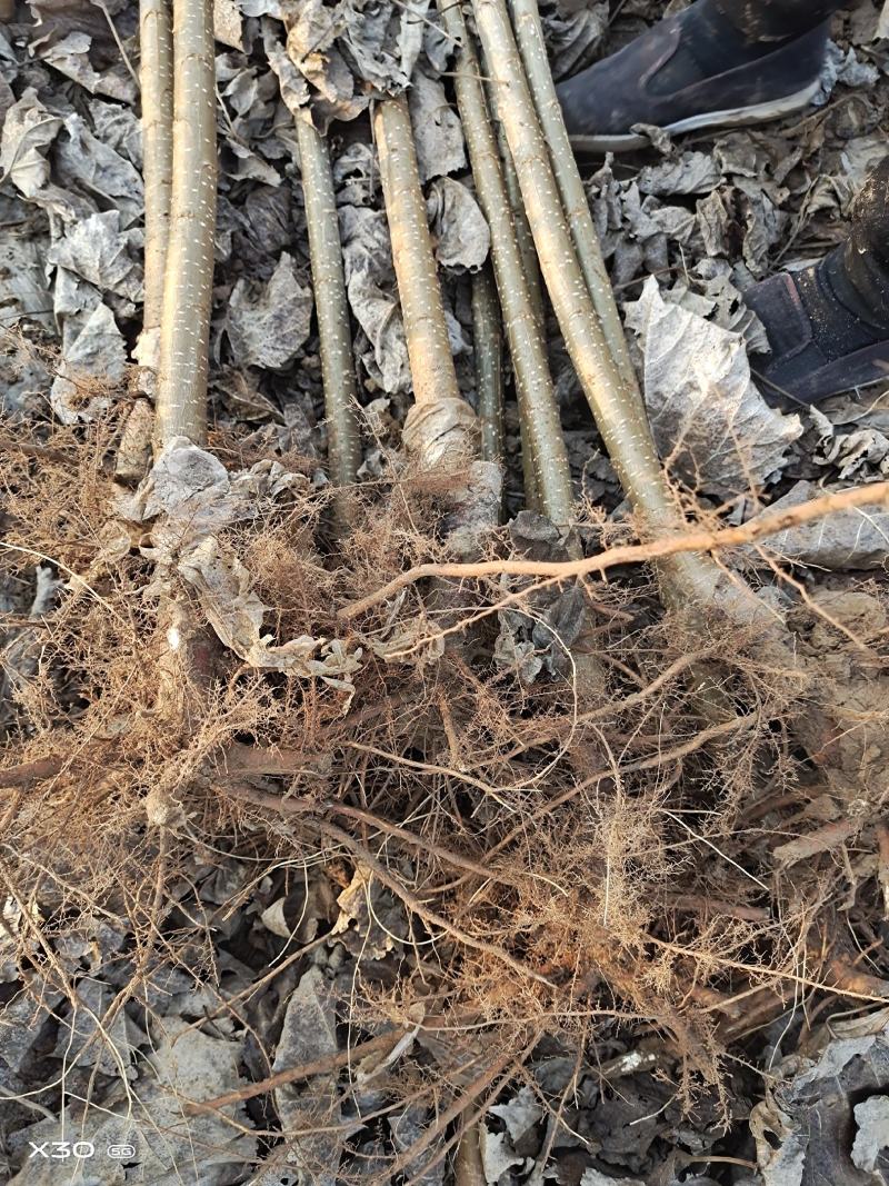 107杨树苗无絮杨基地直发大量批发零售量大
