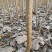 107杨树苗无絮杨基地直发大量批发零售量大