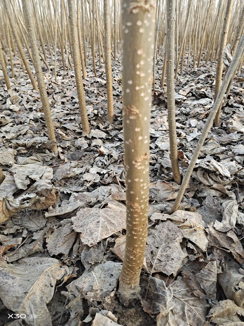 107杨树苗无絮杨基地直发大量批发零售量大