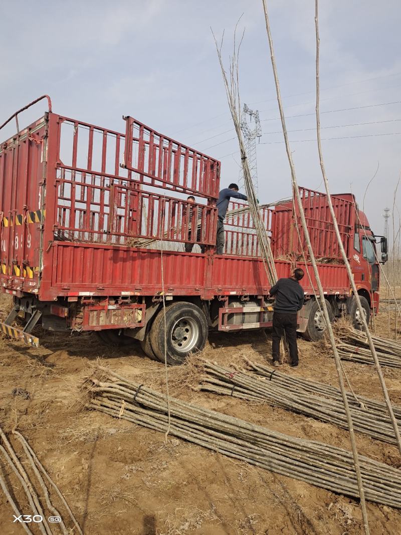 107杨树苗无絮杨基地直发大量批发零售量大