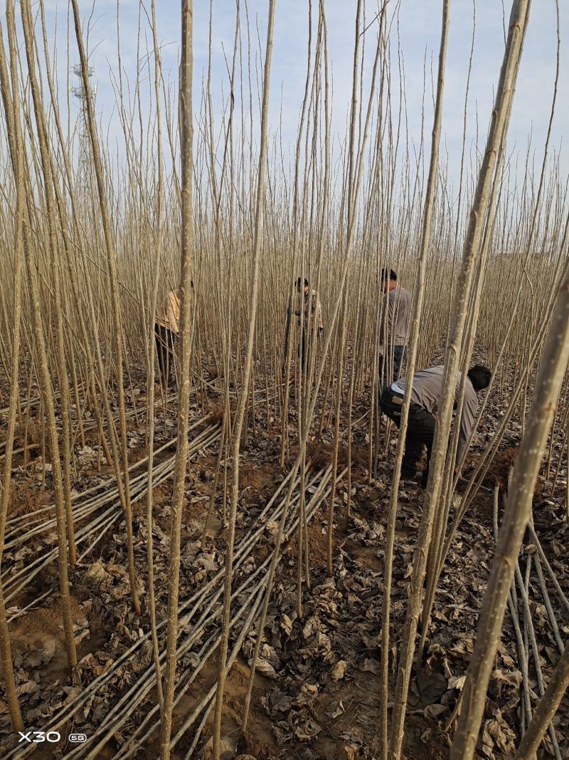 107杨树苗无絮杨基地直发大量批发零售量大