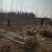 107杨树苗无絮杨基地直发大量批发零售量大
