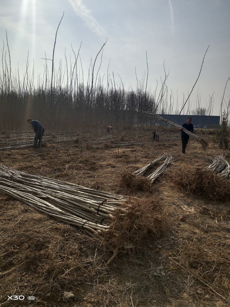 107杨树苗无絮杨基地直发大量批发零售量大