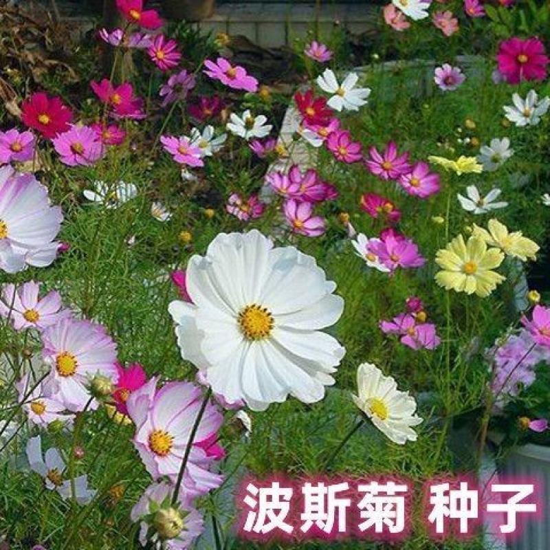 波斯菊格桑花种子护坡野花种子多色四季易种易活景区观赏花草
