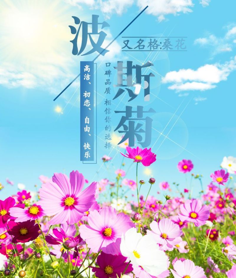 波斯菊格桑花种子护坡野花种子多色四季易种易活景区观赏花草