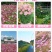 波斯菊格桑花种子护坡野花种子多色四季易种易活景区观赏花草