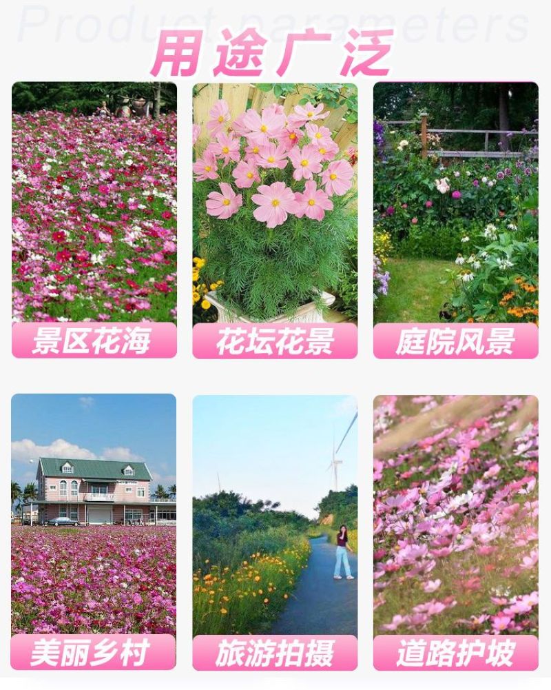 波斯菊格桑花种子护坡野花种子多色四季易种易活景区观赏花草