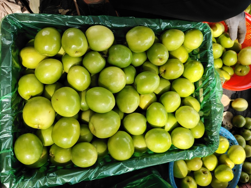 广东雷州青枣牛奶枣，大量供应市场电商，实力代办，全国代发