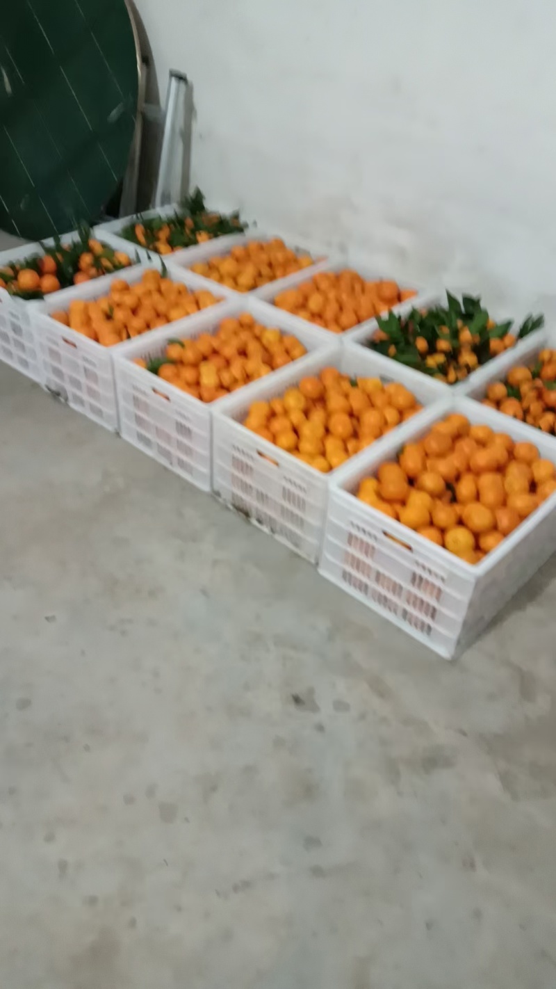 无核沃柑皮薄汁甜货源稳定发往全国视频实地看货