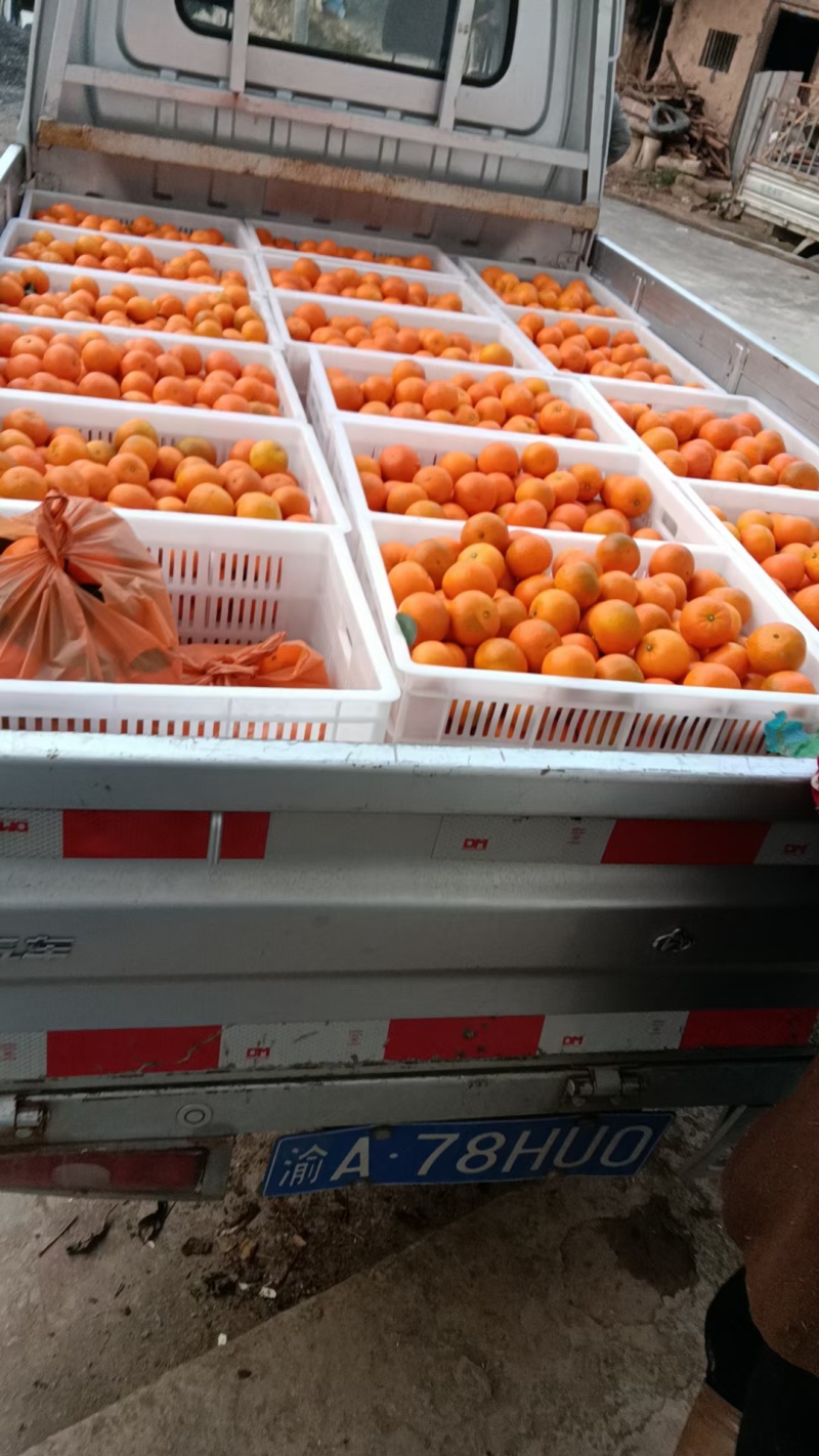 无核沃柑皮薄汁甜货源稳定发往全国视频实地看货