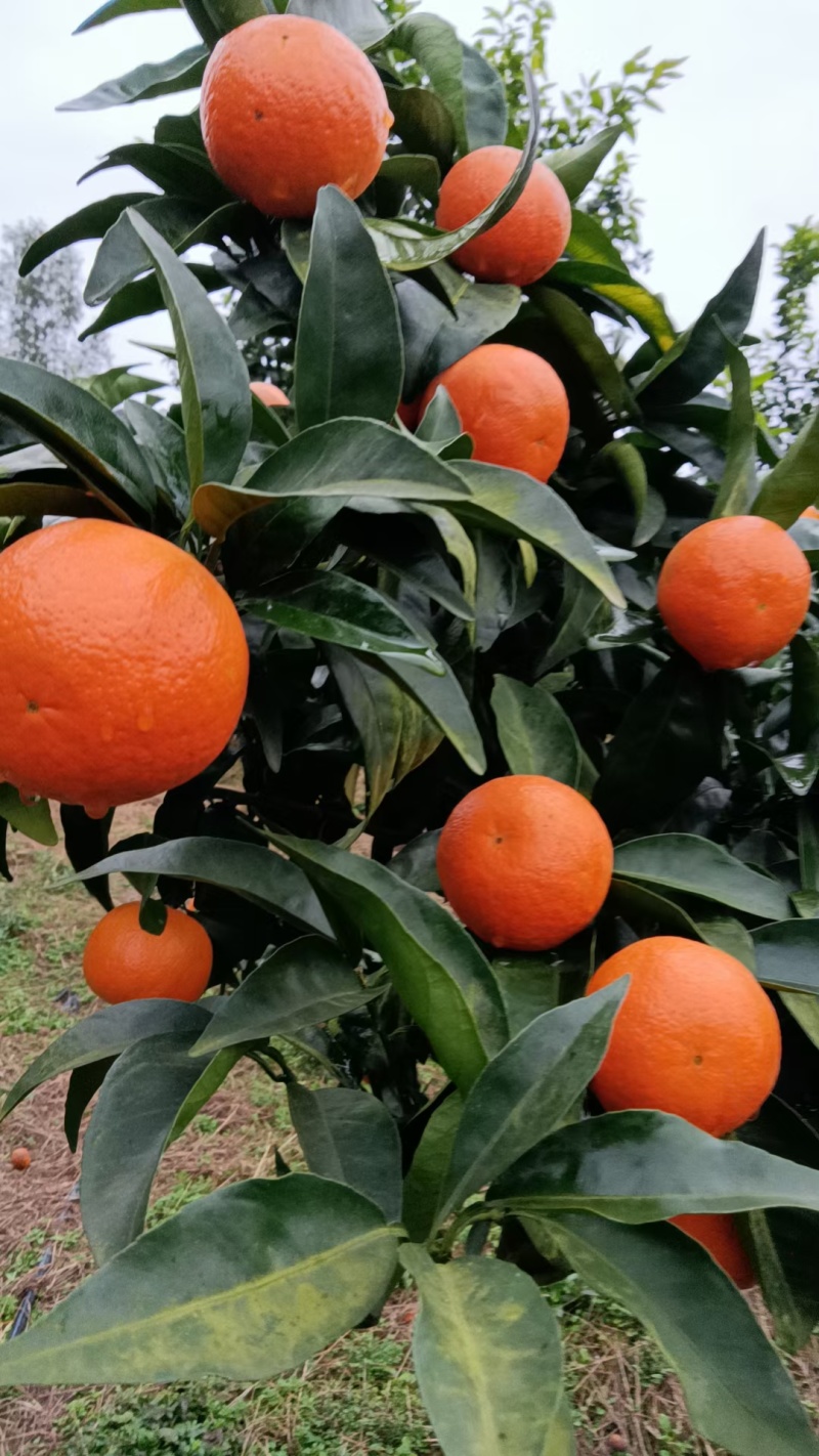无核沃柑皮薄汁甜货源稳定发往全国视频实地看货