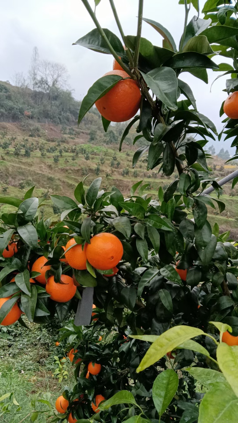 无核沃柑皮薄汁甜货源稳定发往全国视频实地看货