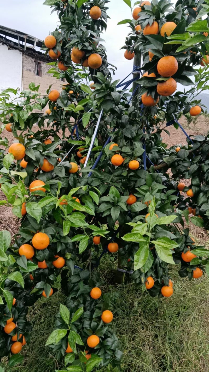 无核沃柑皮薄汁甜货源稳定发往全国视频实地看货