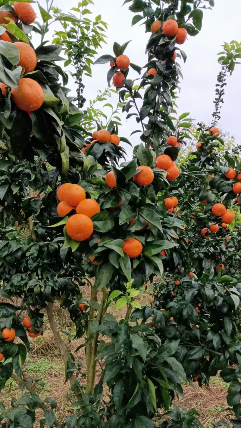 无核沃柑皮薄汁甜货源稳定发往全国视频实地看货