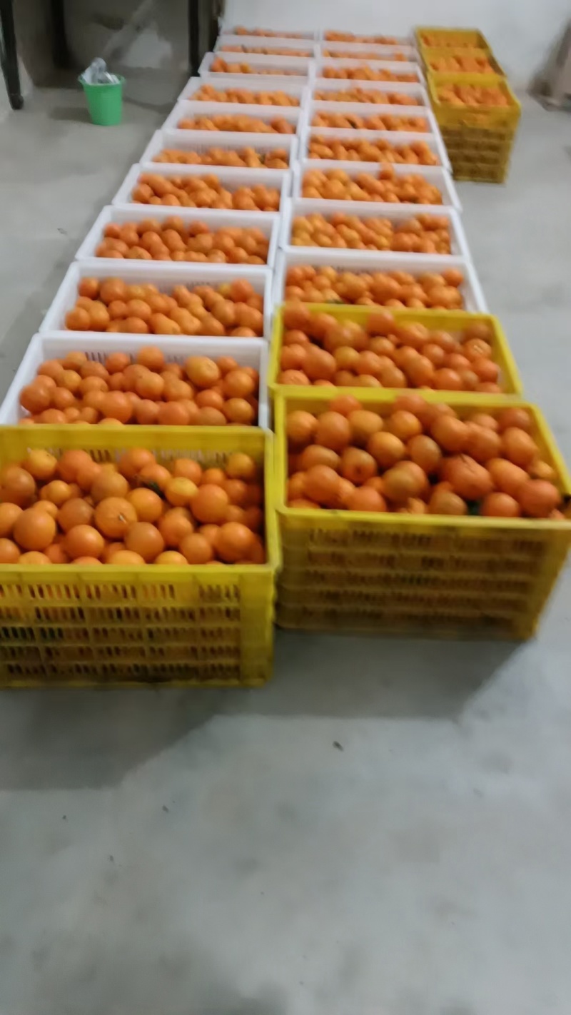 无核沃柑皮薄汁甜货源稳定发往全国视频实地看货