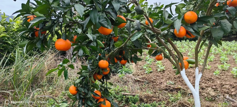 无核沃柑皮薄汁甜货源稳定发往全国视频实地看货