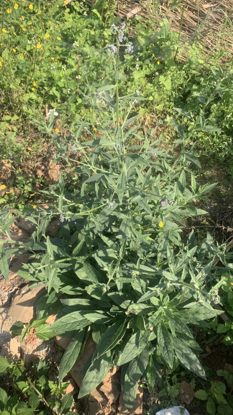 故乡倒提壶琉璃草