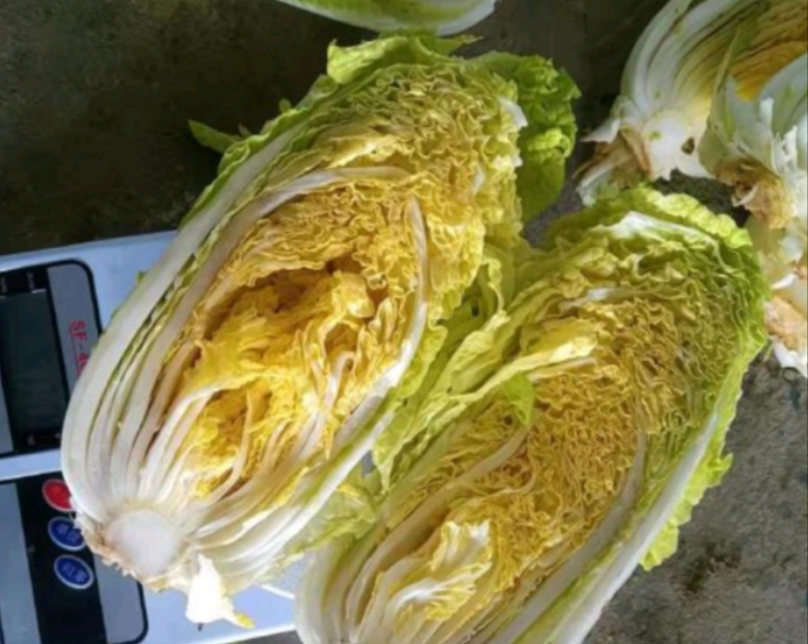 娃娃菜切开细节图