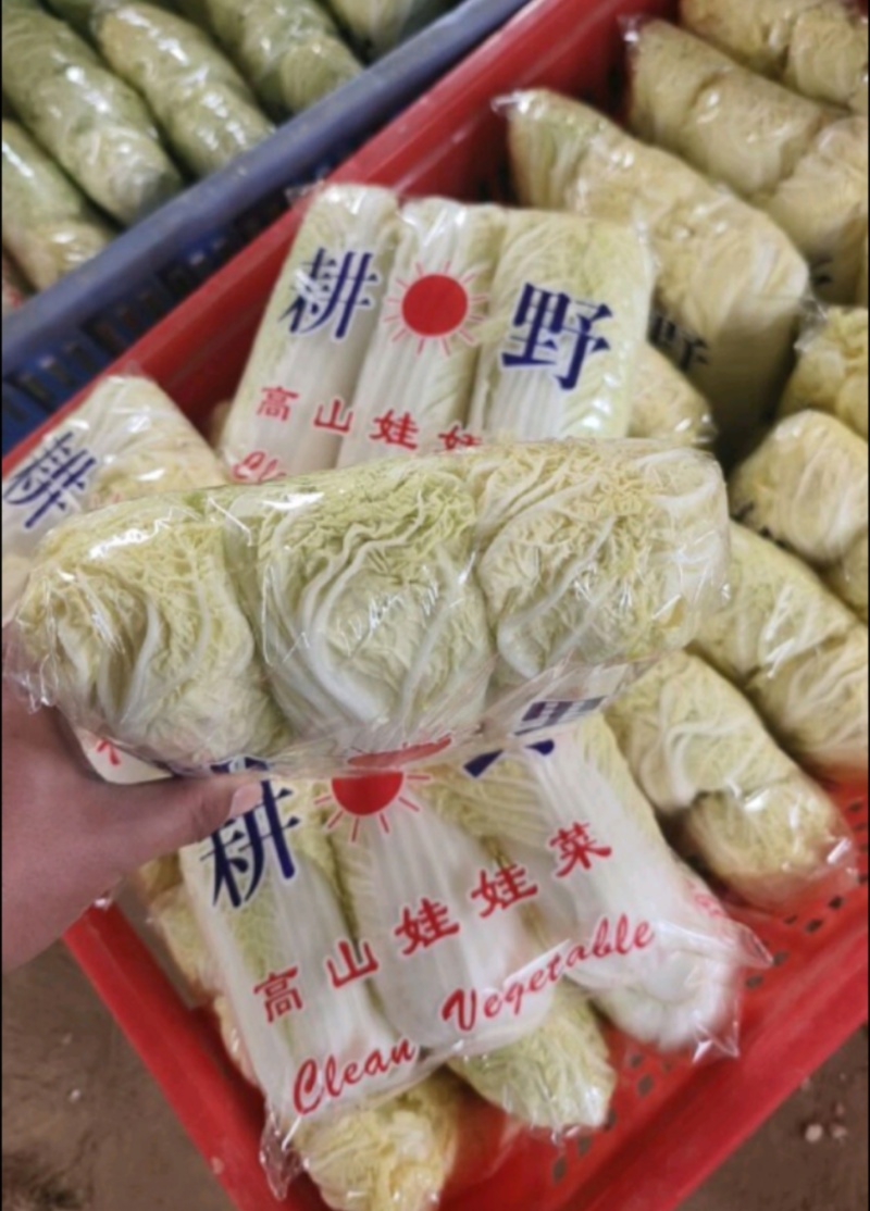 康保娃娃菜玲珑黄黄心娃娃菜河北张家口娃娃菜批发