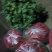 高山精品甘蓝，牛心甘蓝，线椒，芜湖椒，甜玉米