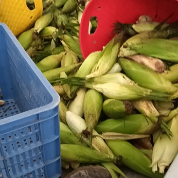 高山精品甘蓝，牛心甘蓝，线椒，芜湖椒，甜玉米