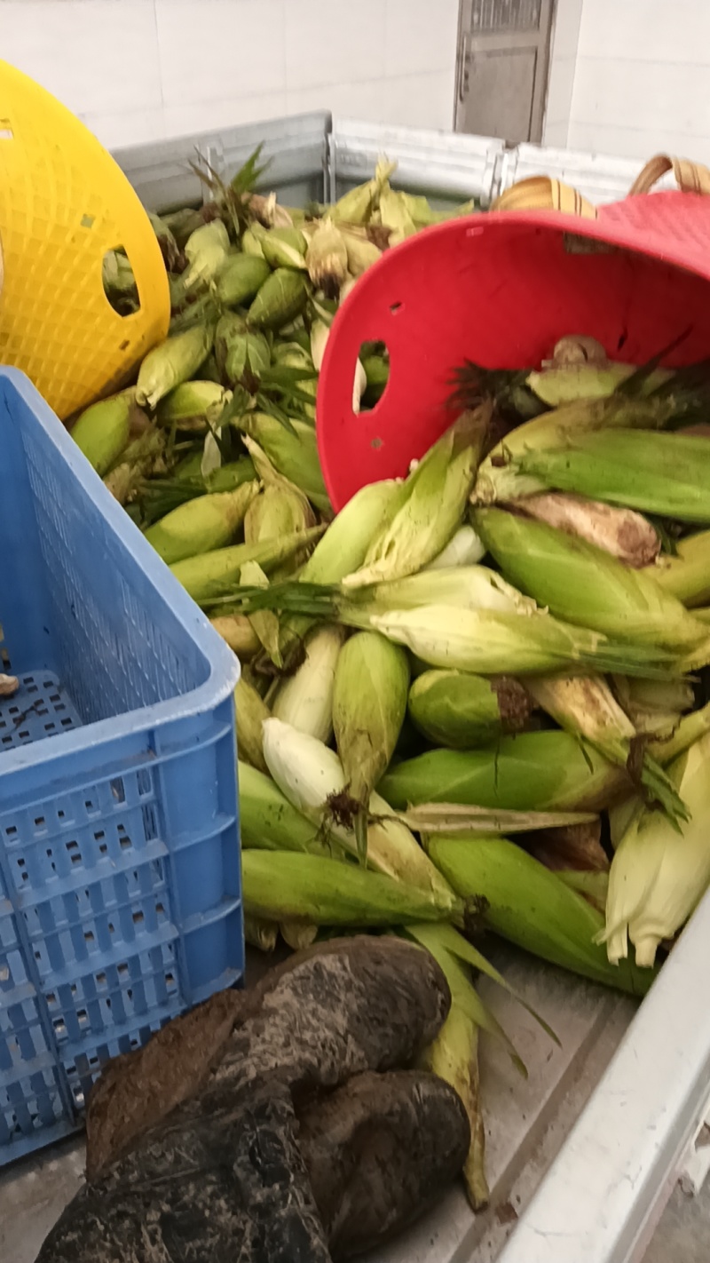 高山精品甘蓝，牛心甘蓝，线椒，芜湖椒，甜玉米