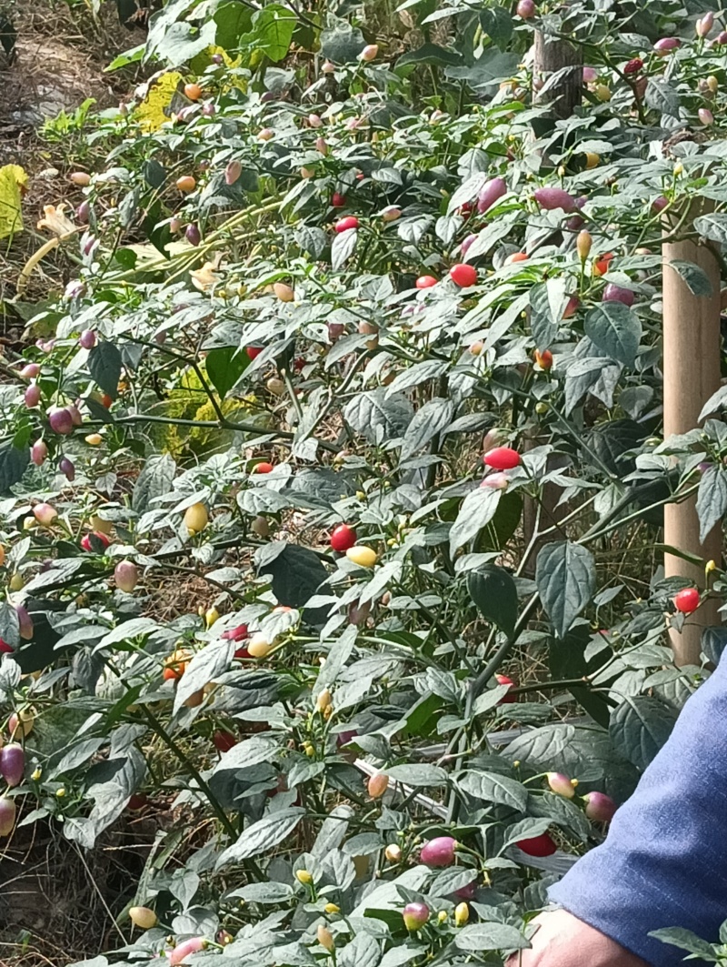 高山精品甘蓝，牛心甘蓝，线椒，芜湖椒，甜玉米