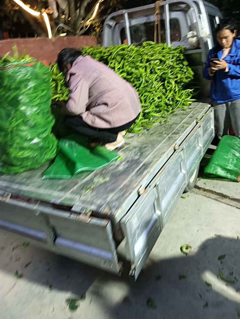 高山精品甘蓝，牛心甘蓝，线椒，芜湖椒，甜玉米